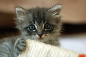 A cute grey kitten
